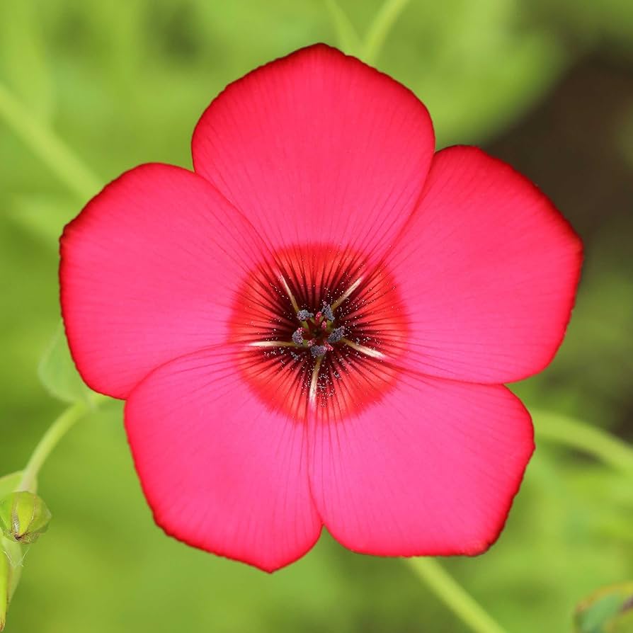 Red Rock Cress Aubrieta Seeds for Planting flowering groundcover rock garden