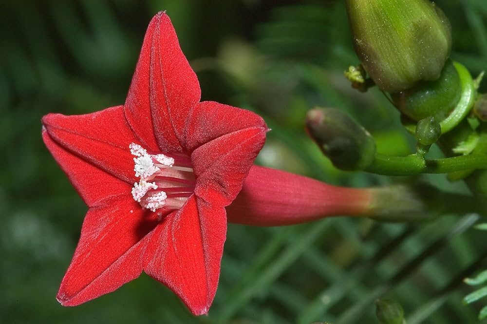 Cardinal Climber Flower Seeds – Fast-Growing Red Blooming Vines