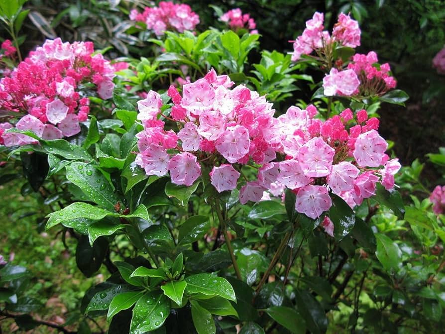 Mountain Laurel Seeds Kalmia Latifolia for Planting Woodland Shrubs