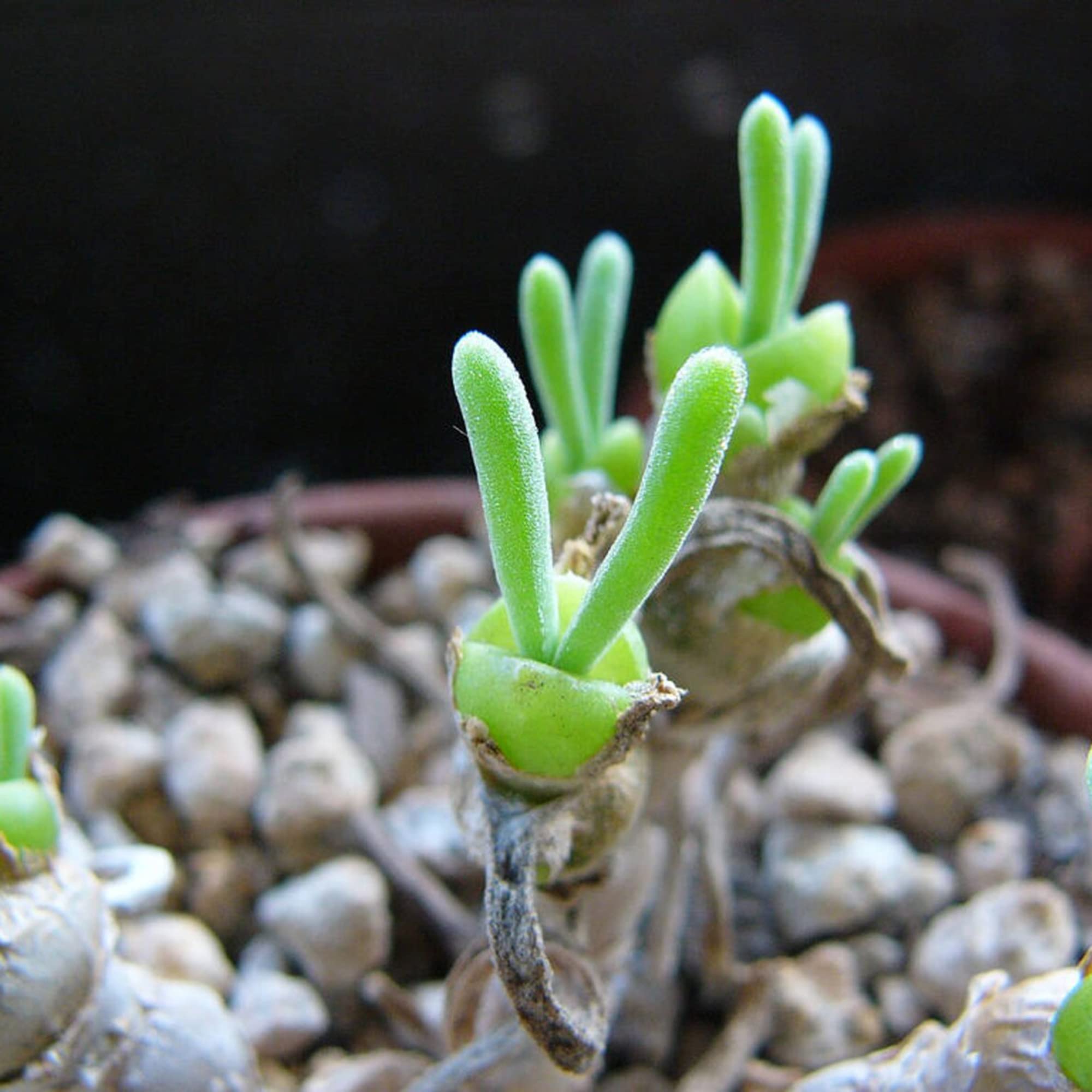 Monilaria Obconica Succulent Seeds for Planting Monilaria obconica for rock gardens and succulent collections