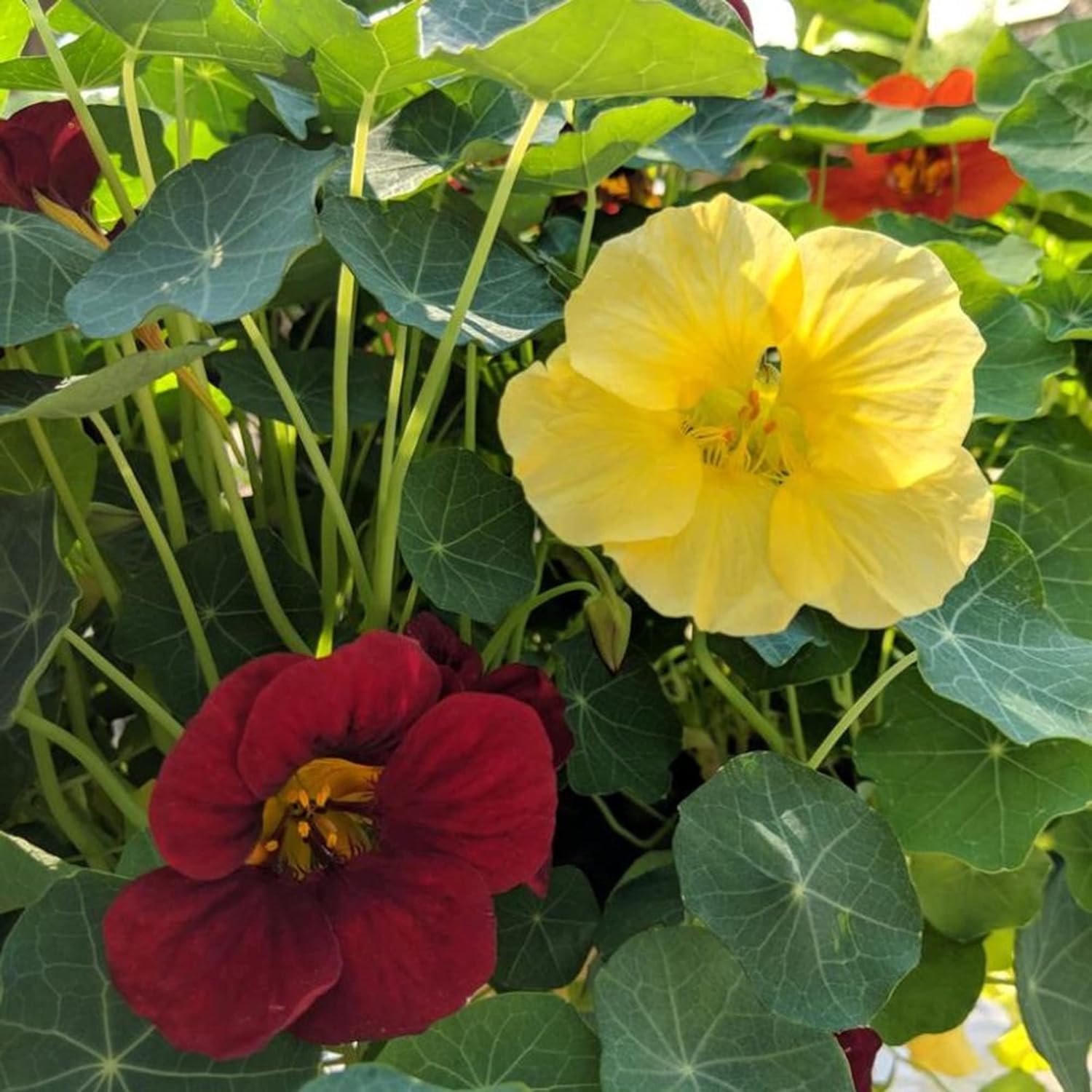 Night And Day Nasturtium Seeds Annual Edible Leaves Flowers Attract Bees & Butterflies Garden Beds