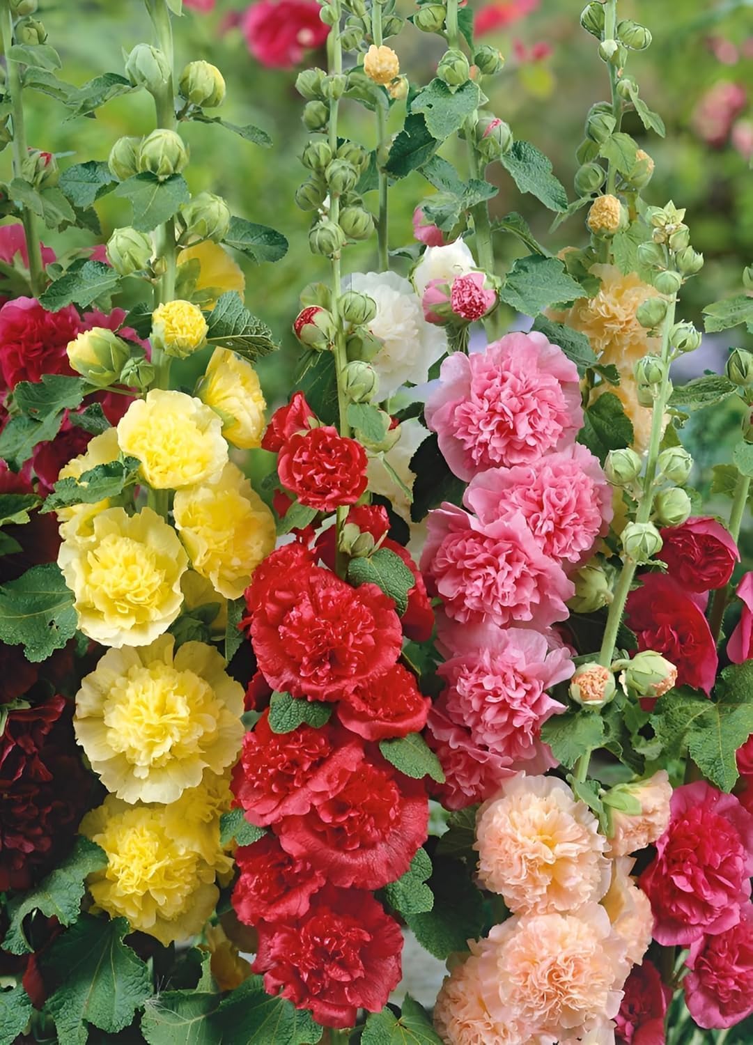 Mixed Hollyhock Flower Seeds for Planting - Colorful Biennial Blooms for Your Garden Heirloom Non-GMO Seeds
