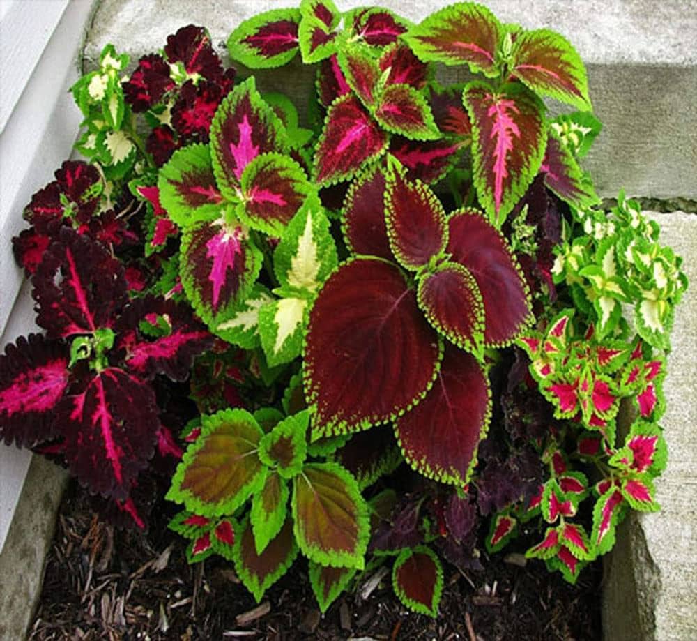 Coleus Seeds for Planting Plectranthus scutellarioides for containers and shaded gardens