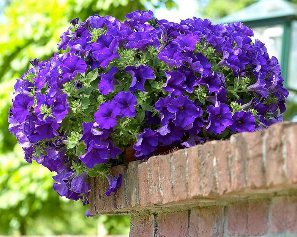 Pelletta Petunia Picobella Blue Seeds
