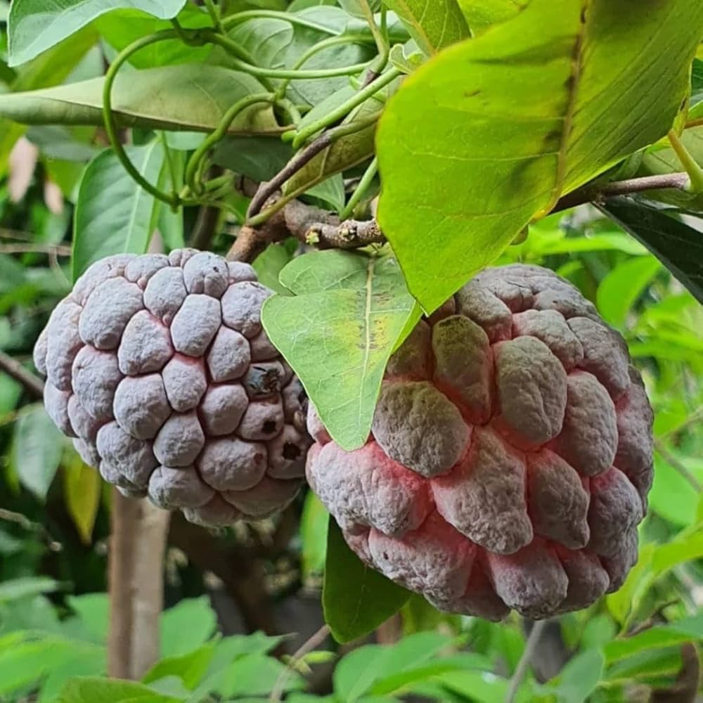 Burgundy Sugar Apple Seeds for Planting