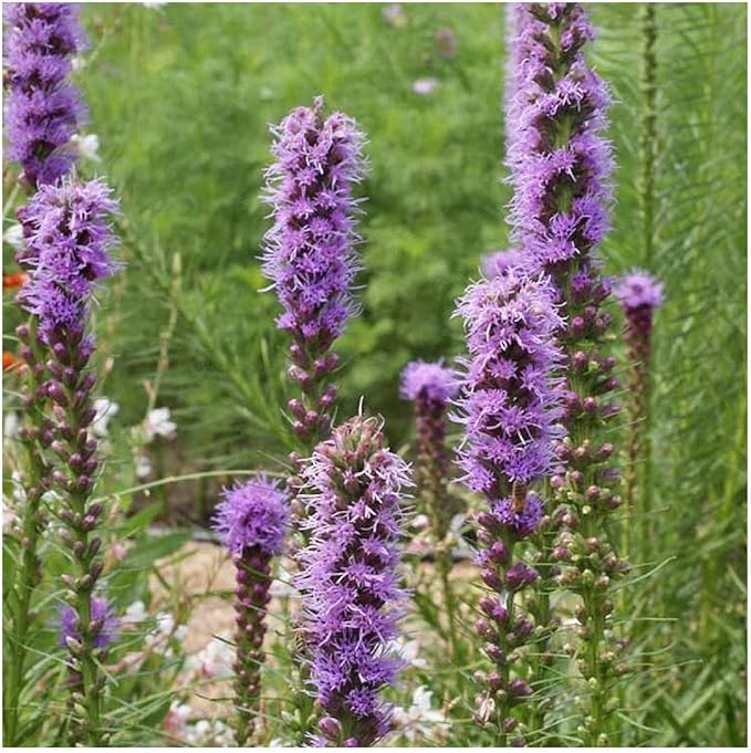 Blazing Star Native Wildflower Liatris spicata Seeds for Planting in Wildflower Garden
