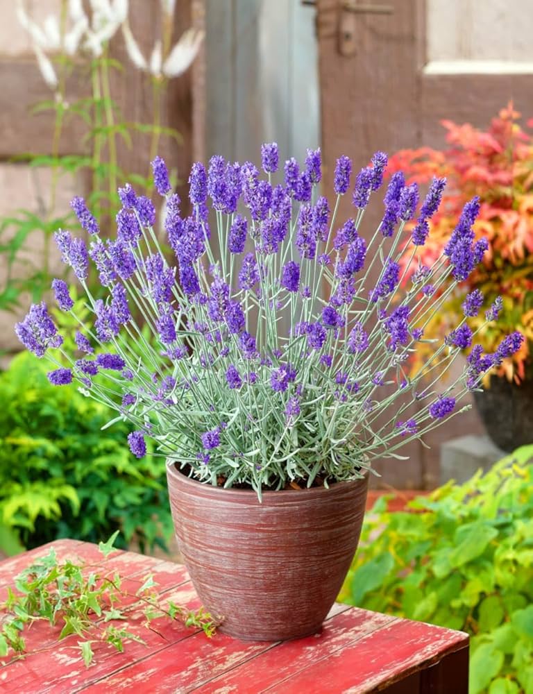 Provence Lavender Violet Flower seeds for Planting - Pollinator Friendly, Heirloom & GMO Free Seeds for Home Garden