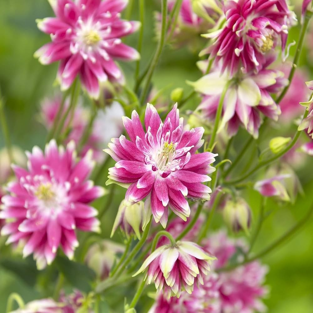 Nora Barlow Flower seeds for Planting Easy to Grow Heirloom & GMO Free Seeds for Home Garden