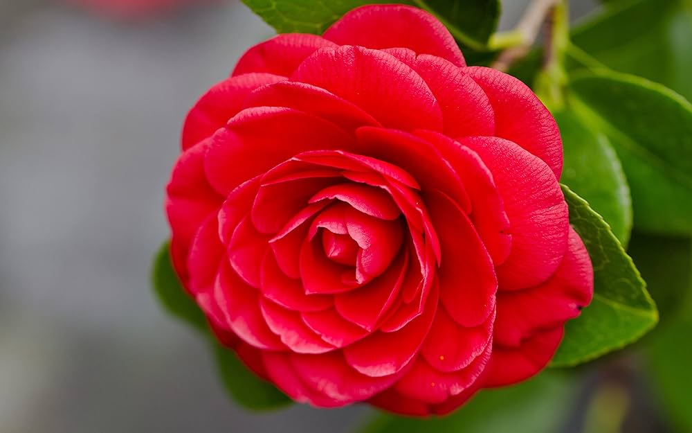 Camellia Japonica Flower seeds for Planting - Wildflower Mix, Heirloom & GMO Free Seeds for Home Garden