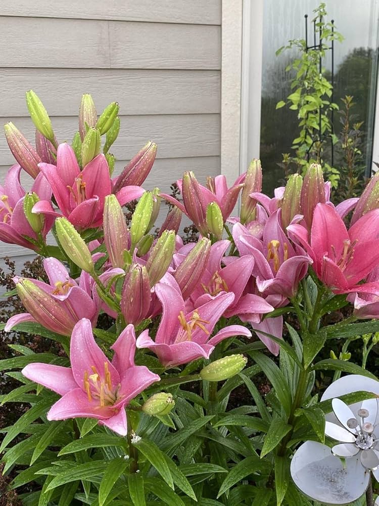 Pink Dot Lilium Brownii Seeds for Planting in Flower Bed & Garden