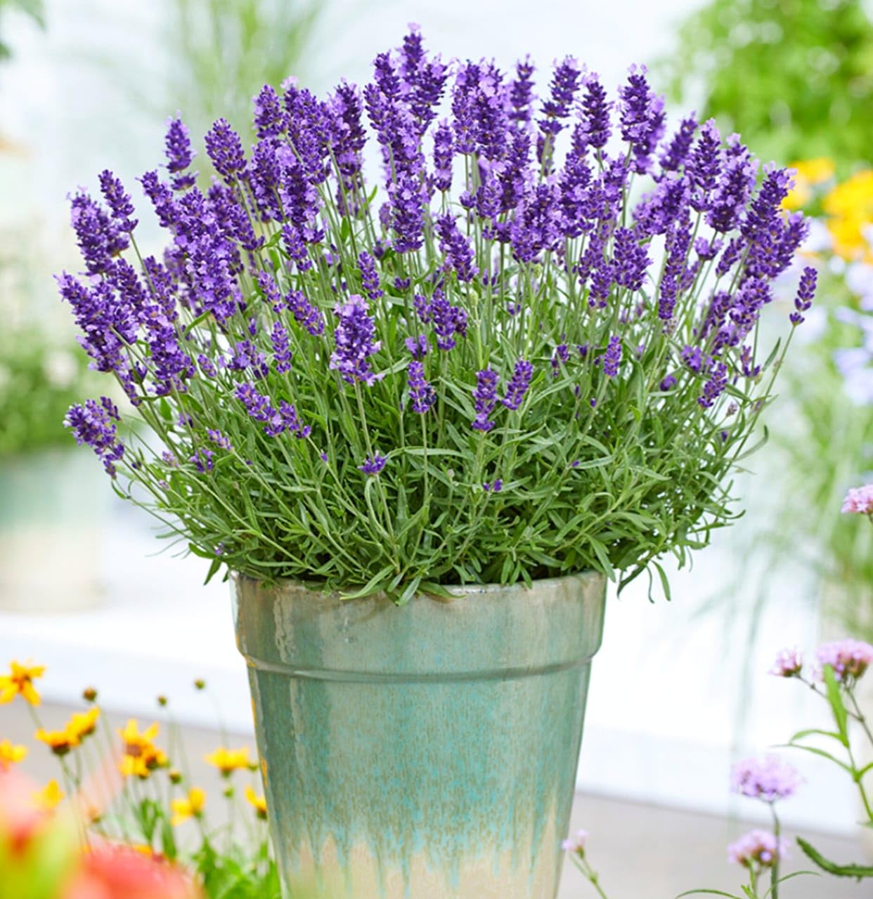 Lavanda Flower seeds for Planting - Cut Flower Favorite, Heirloom & GMO Free Seeds for Home Garden