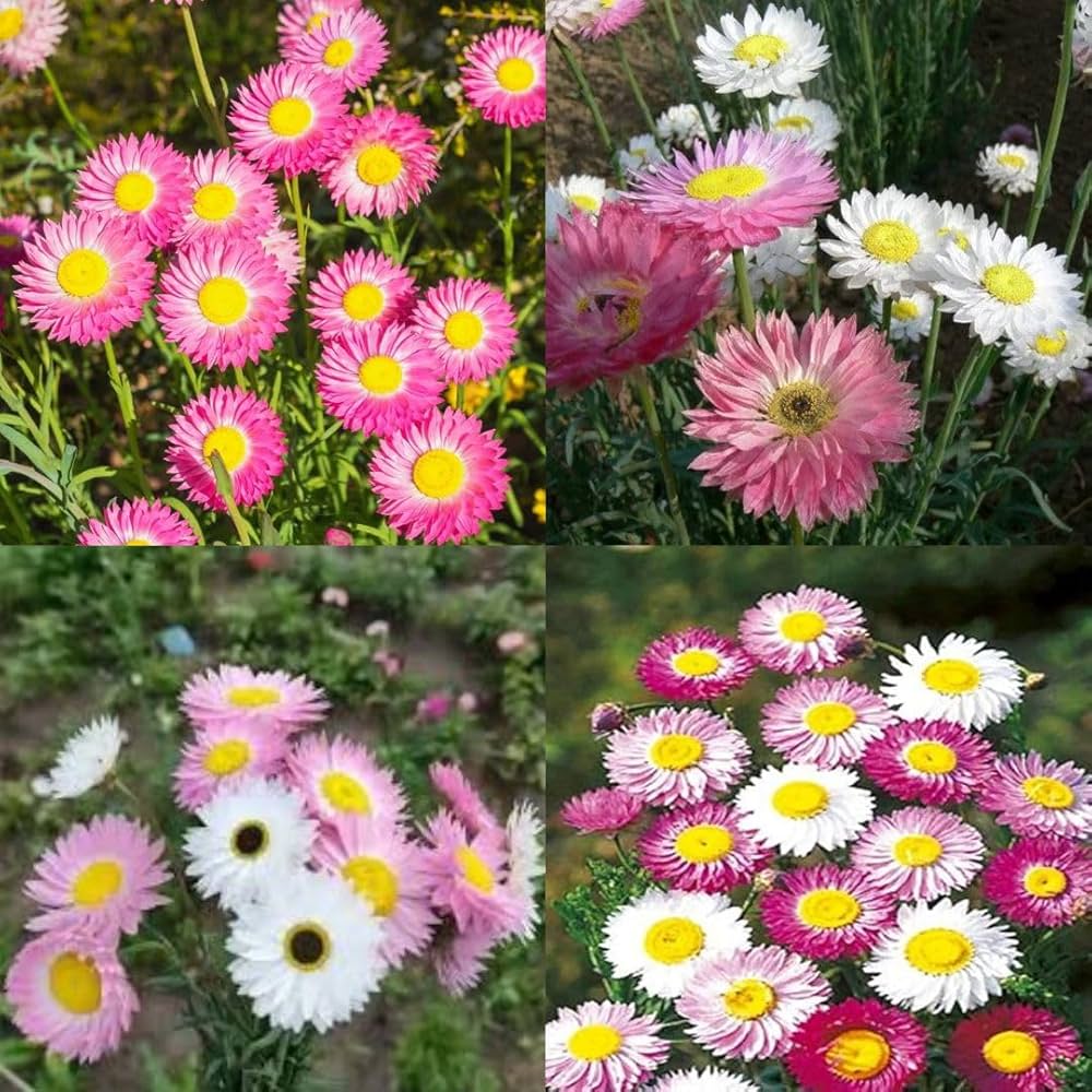 Mixed Ornamental Flower seeds for Planting - Premium Quality, Heirloom & GMO Free Seeds for Home Garden