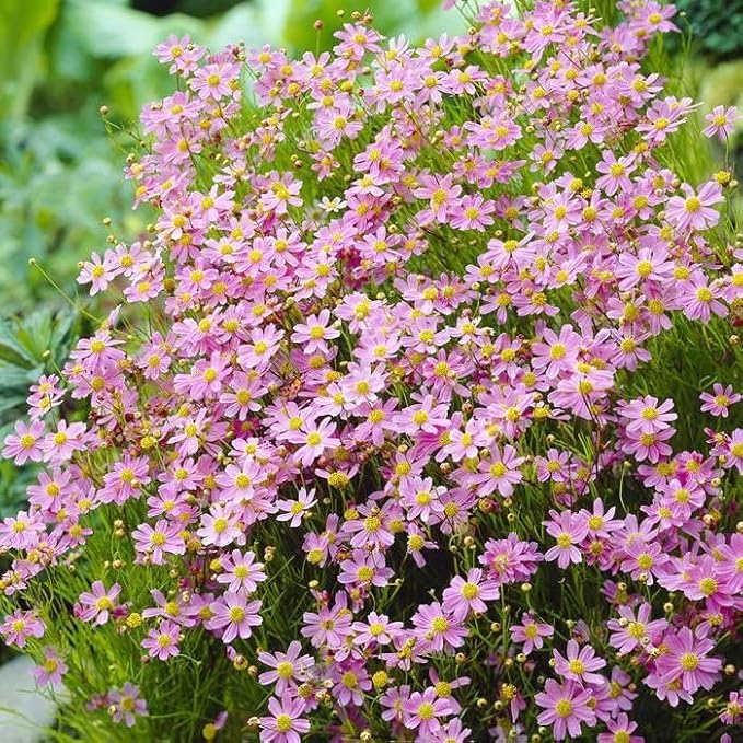 Calliopsis Garden Flower Seeds, Authentic Rare Plants, Organic Seeds