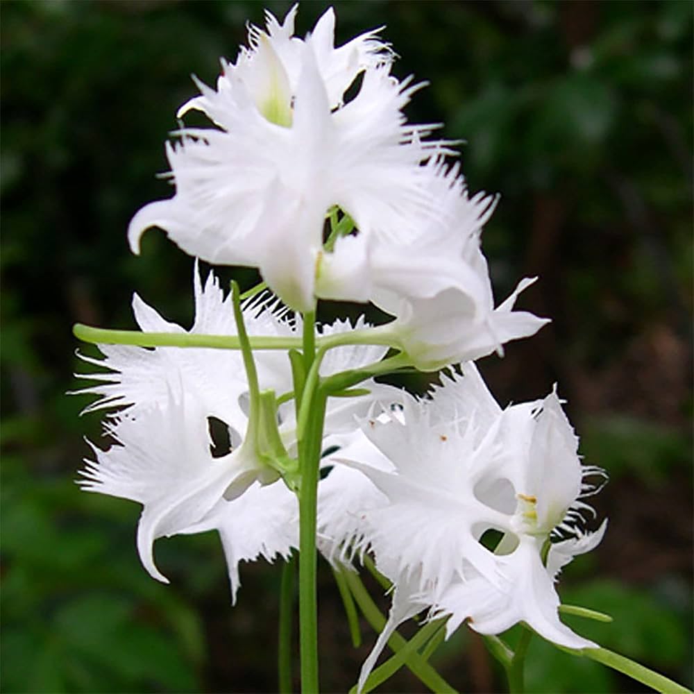 White Egret Orchid Flower seeds for Planting - Garden Favorite, Heirloom & GMO Free Seeds for Home Garden
