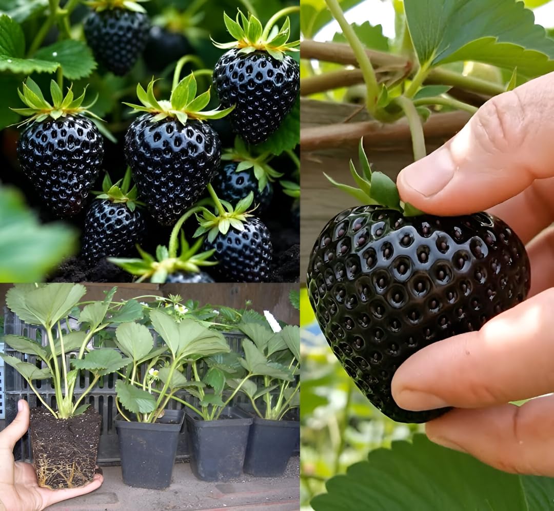 Rare Black Strawberries Seeds for Planting - Grow Unique Juicy Dark Strawberries in Your Garden