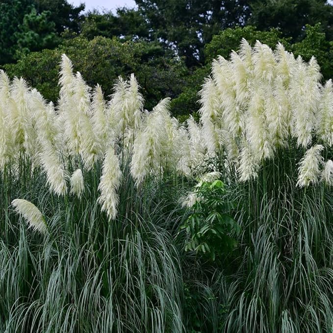Grass Plant Seeds for Planting in Lawn or Garden