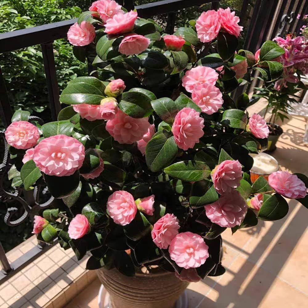Camellia Flower seeds for Planting Low Maintenance Heirloom & GMO Free Seeds for Home Garden