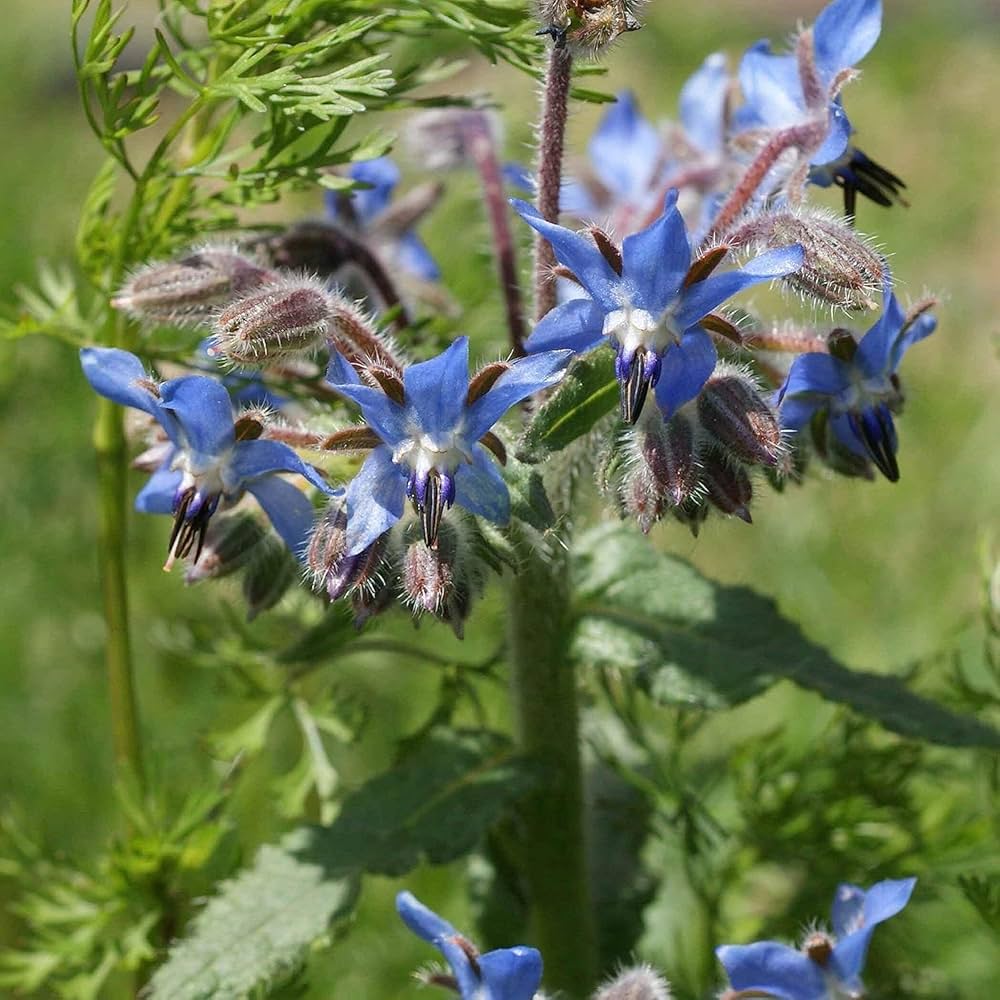Blue Borage Flower seeds for Planting - Easy to Grow, Heirloom & GMO Free Seeds for Home Garden