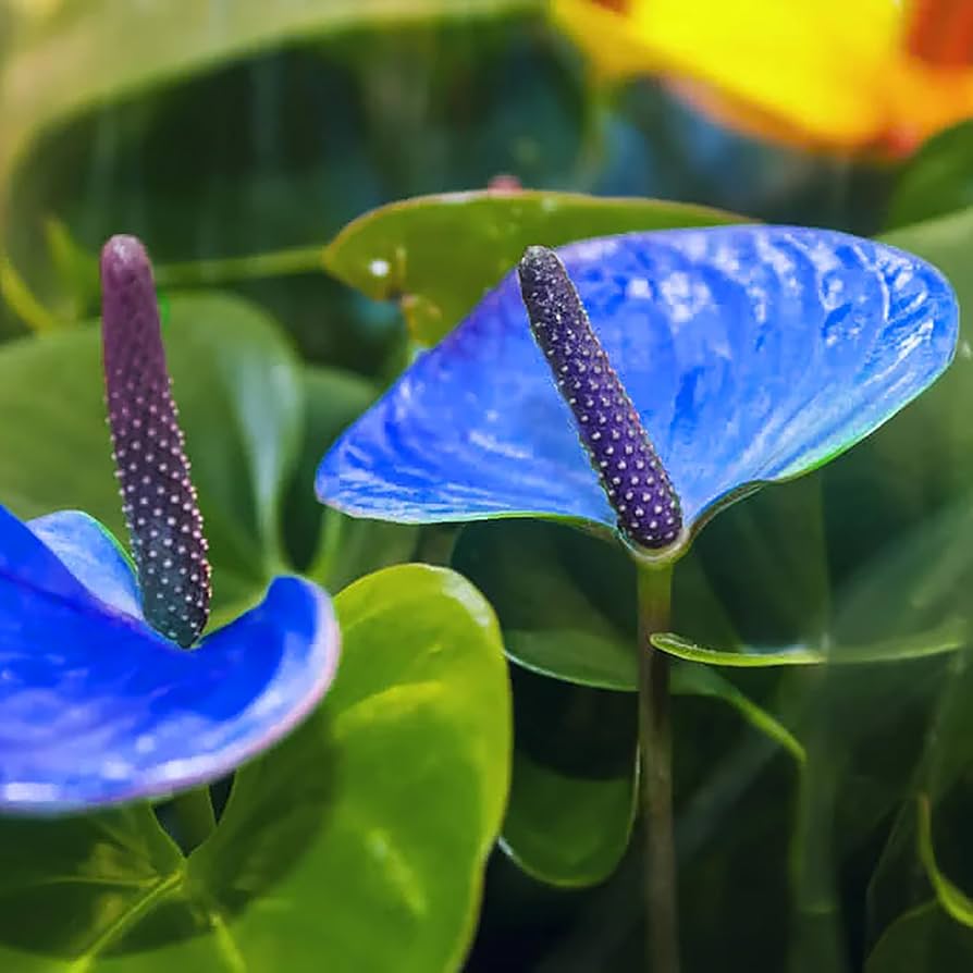 Blue Anthurium Flower seeds for Planting - Premium Quality, Heirloom & GMO Free Seeds for Home Garden