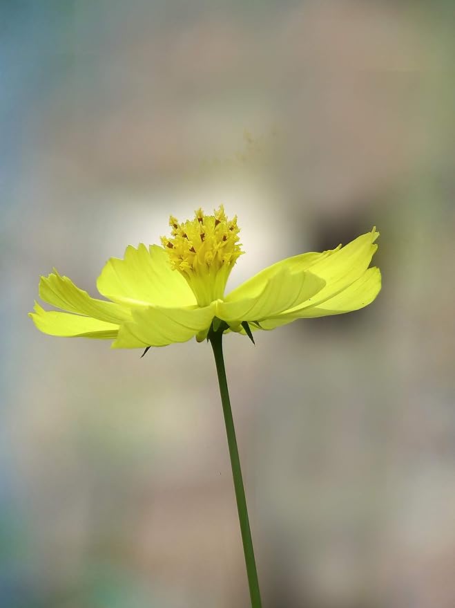 Cosmos Yellow Sunshine Seeds for Planting flower bed