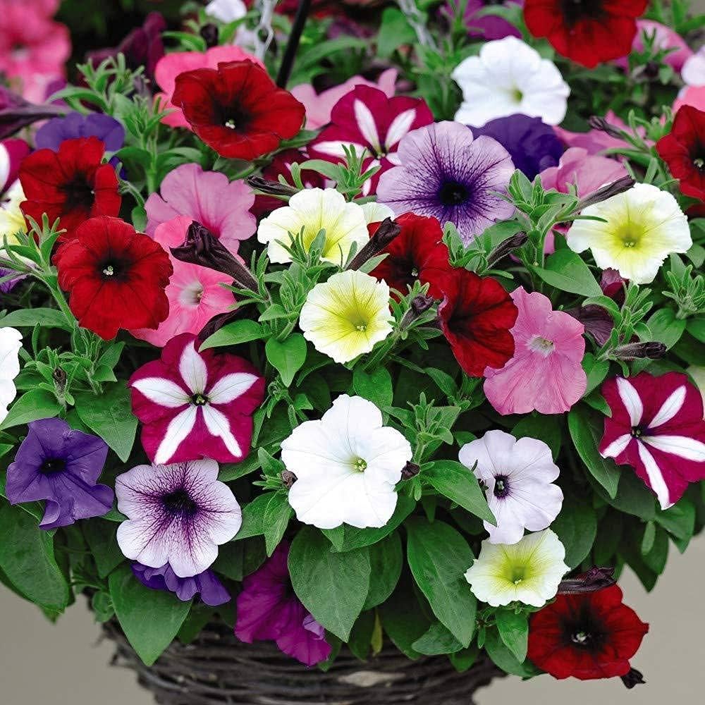 Rare Color Petunia Flower Seeds for Vibrant Garden Displays