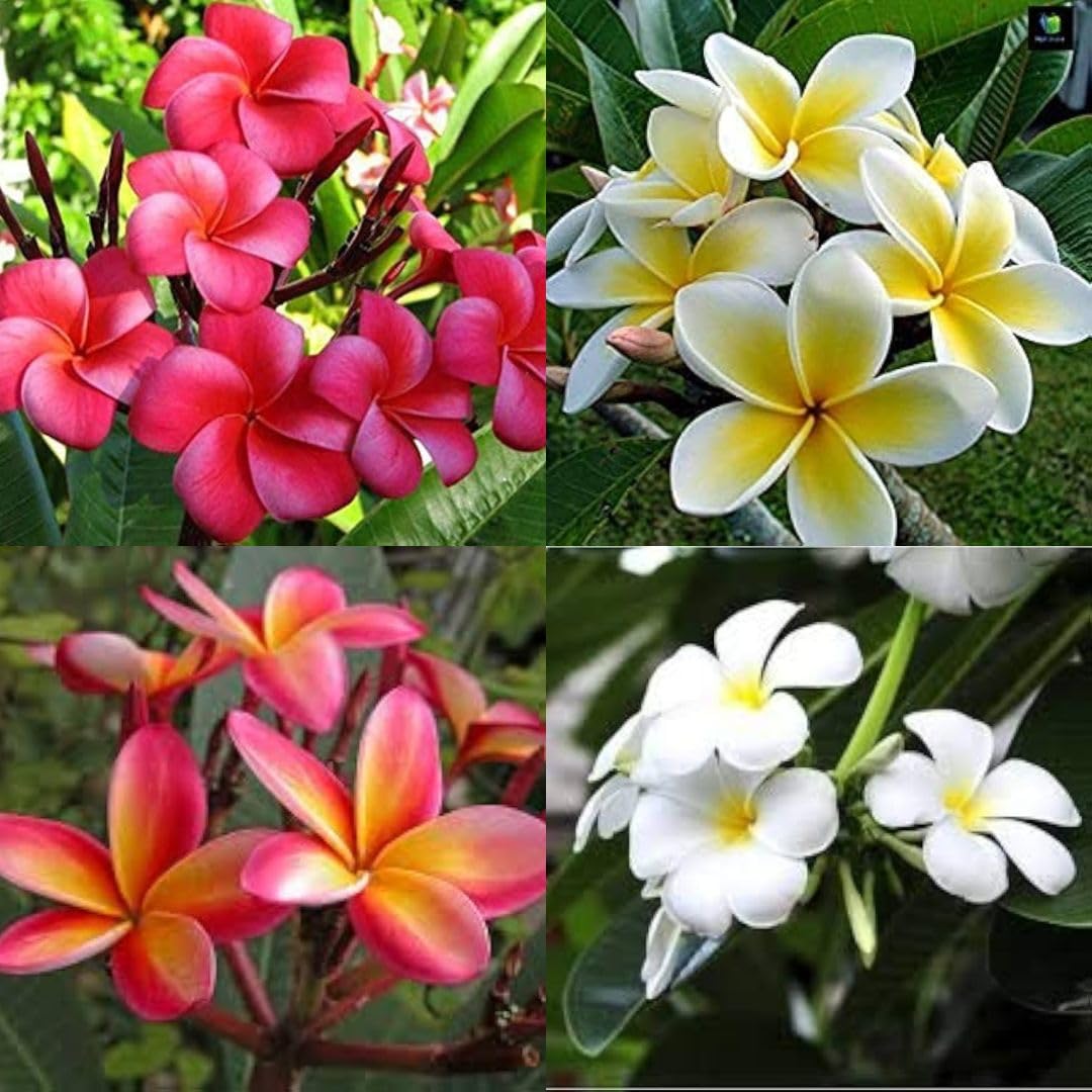 Frangipani Flower seeds for Planting Perfect for Borders Heirloom & GMO Free Seeds for Home Garden