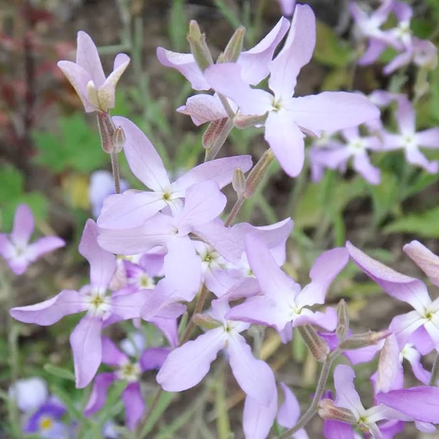 Evening Scent Stock Seeds Matthiola incana for Planting in Flower Bed & Garden