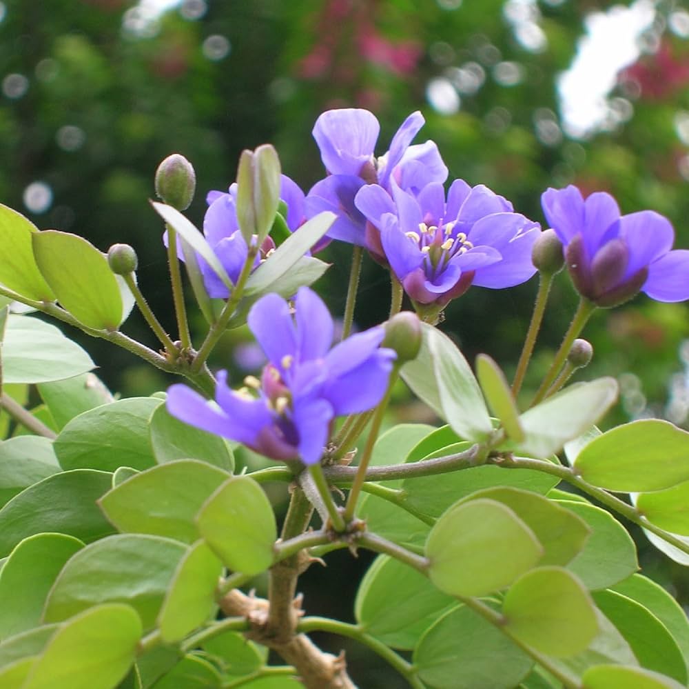 Lignum Vitae Guaiacum sanctum Flower Seeds for Planting in Tropical Garden
