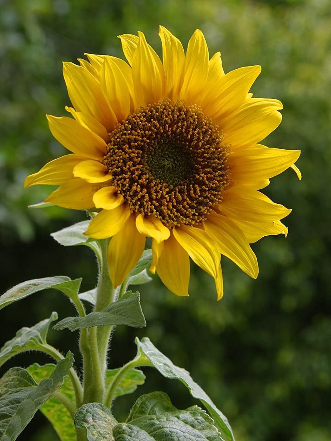 Terracotta Sunflower Helianthus annuus Seeds for Planting in Flower Bed