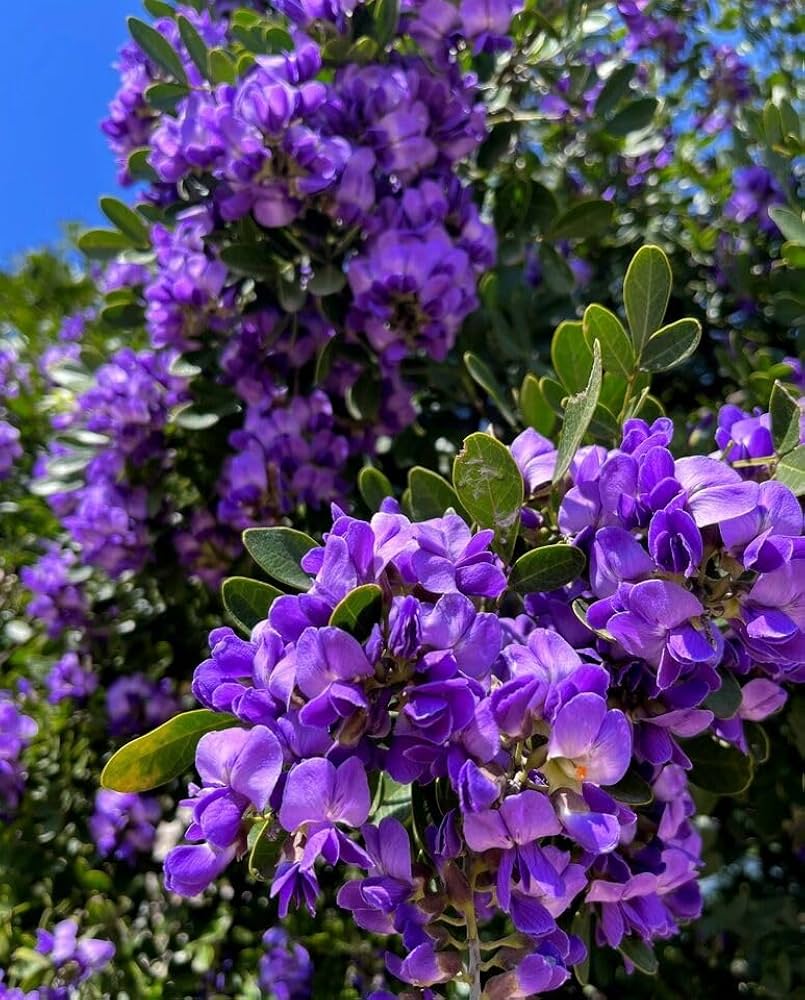 Purple Mescal Flower seeds for Planting - Compact Growth, Heirloom & GMO Free Seeds for Home Garden