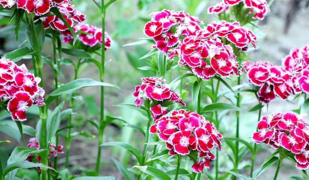 Sweet William Dianthus barbatus Seeds for Planting flower border home garden