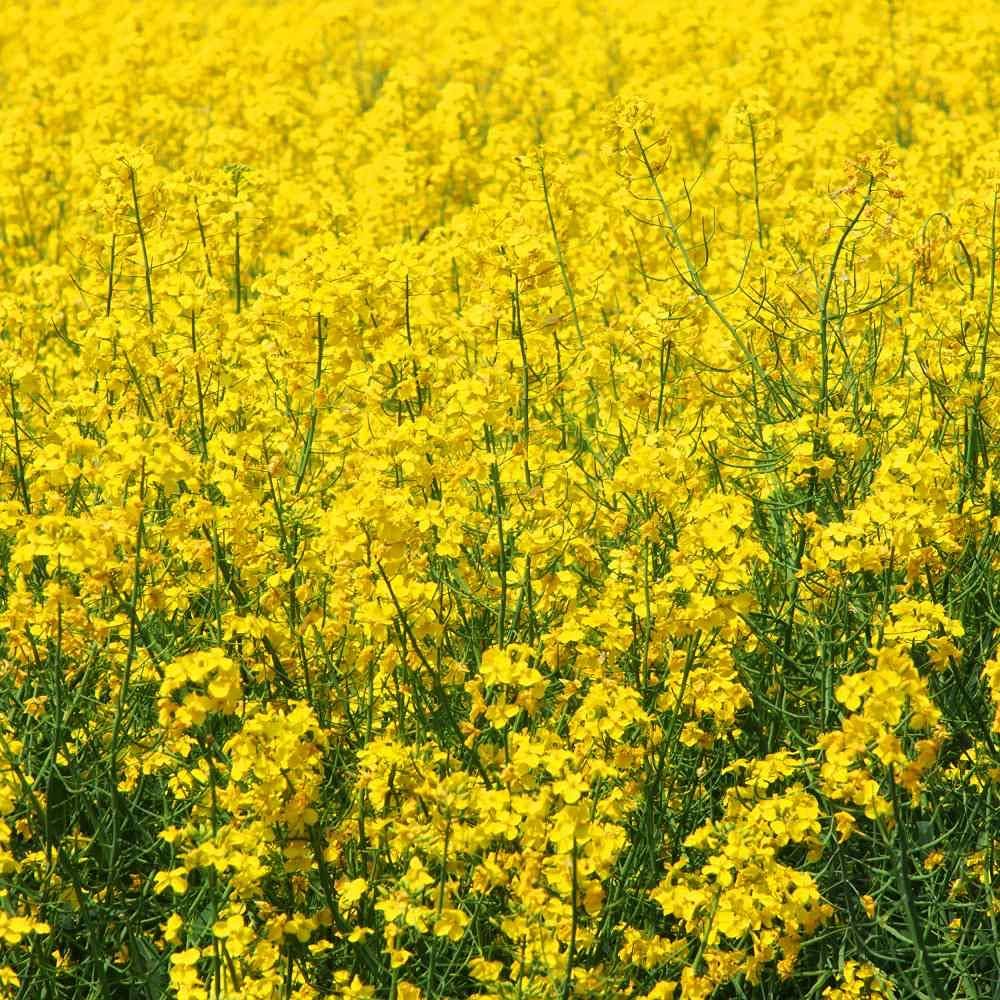 Brown Mustard Seeds for Planting vegetable patch garden