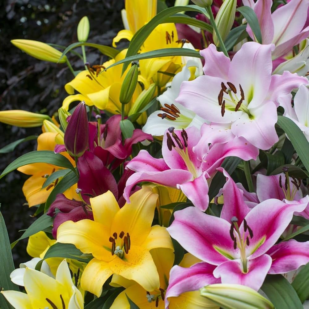 Mixed Di Giglio Flower seeds for Planting - Easy to Grow, Heirloom & GMO Free Seeds for Home Garden