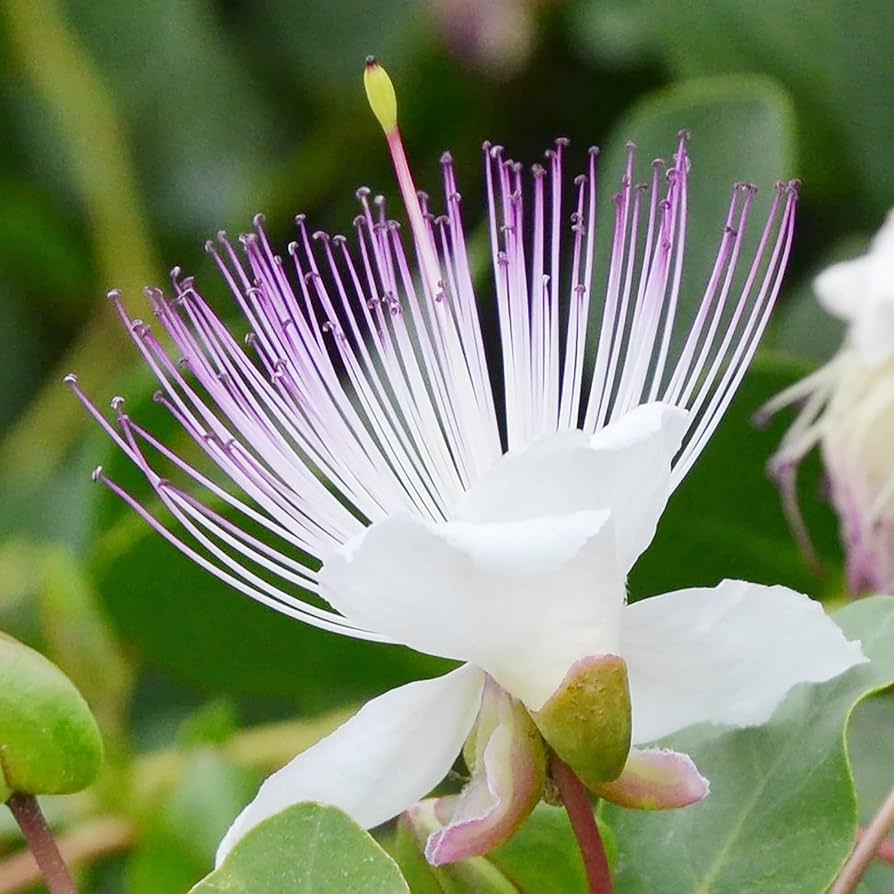 Capparis Spinosa Caper Bush Seeds for Planting in Herb Garden