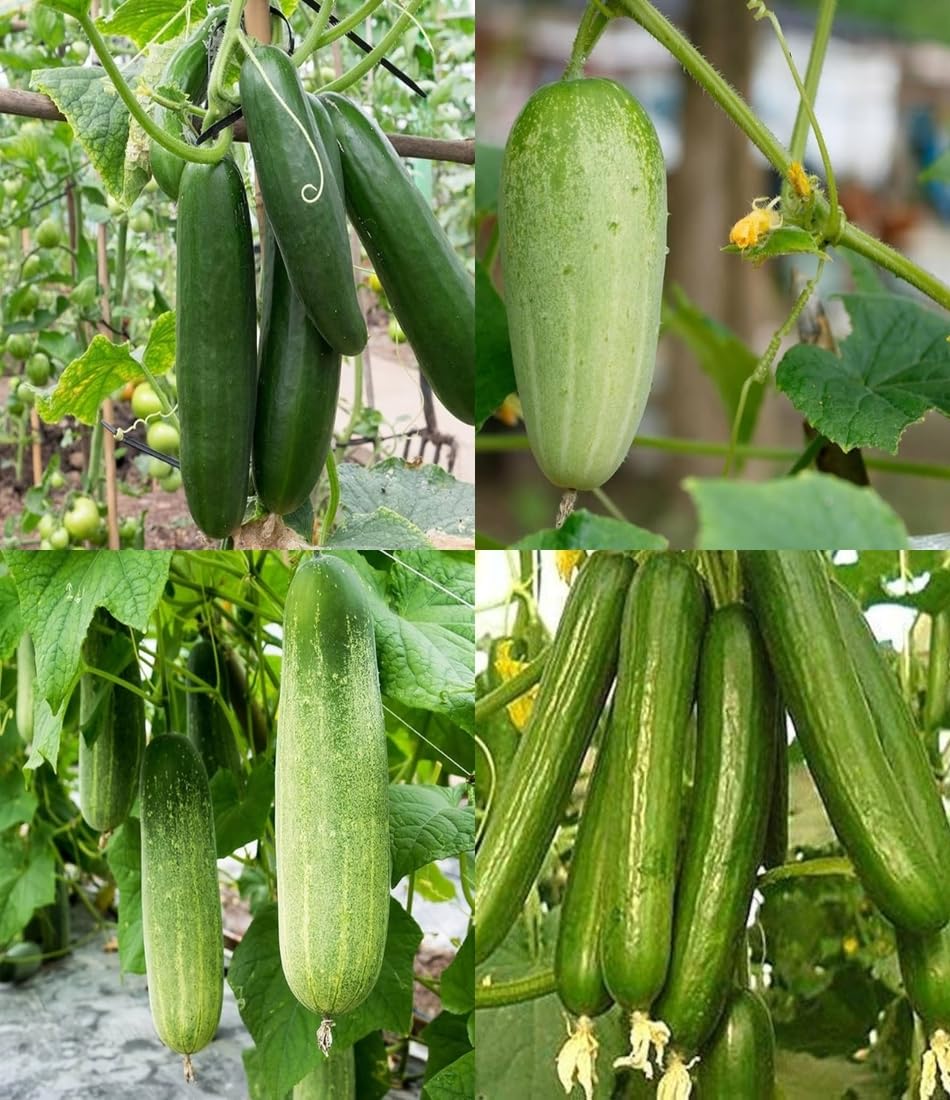 Cucumber Vegetable Seeds for Easy Planting