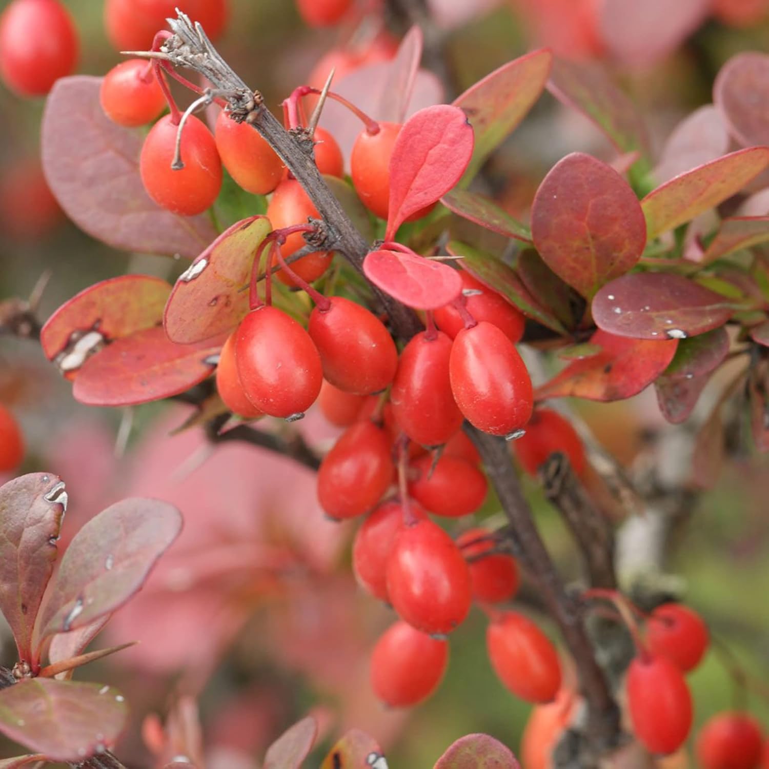 Berberis Aristata Seeds Indian Barberry Tree Turmeric Attract Pollinators Gardens Beds Borders