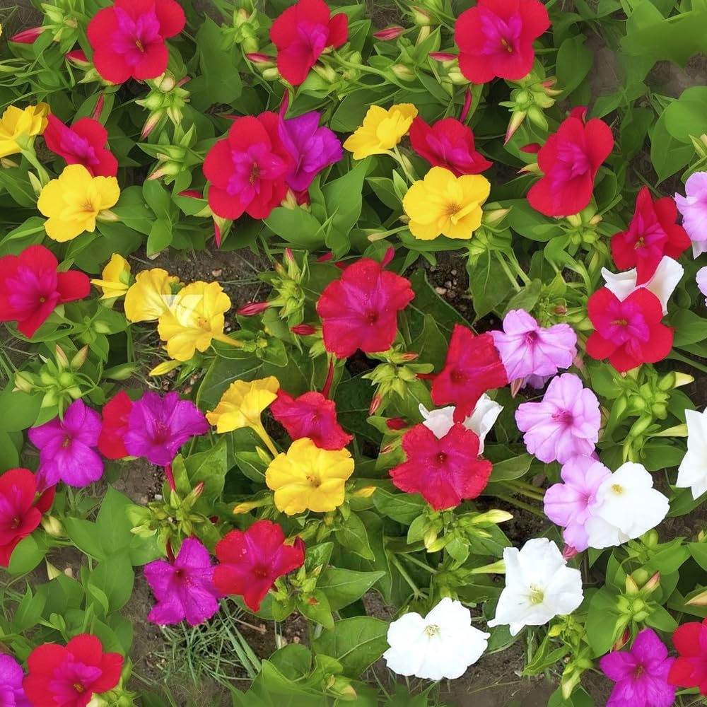 Mixed Mirabilis Jalapa Flower seeds for Planting - Bright Blooms, Heirloom & GMO Free Seeds for Home Garden