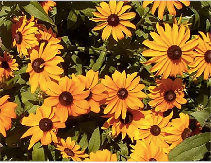 Gloriosa Daisy Seeds for Bright, Bold Daisy Blooms