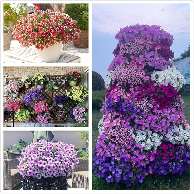 Petunia Petunia spp. Seeds for Planting in Flower Bed & Garden