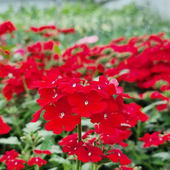 Verbena Logro Scarlet Flower Seed for Plantings for Planting for Brilliant Red Blooms Heirloom Non-GMO Seeds