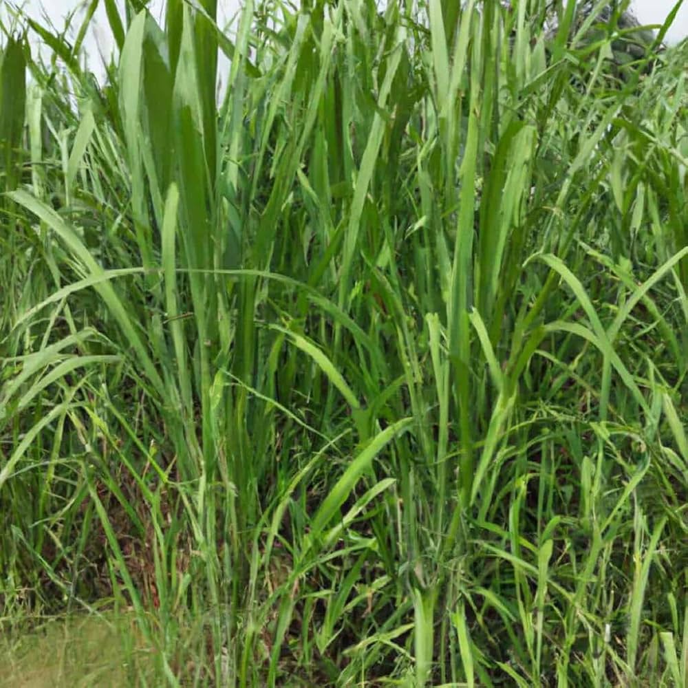 Graines Pennisetum purpureum Elephant Grass Seeds for Planting garden