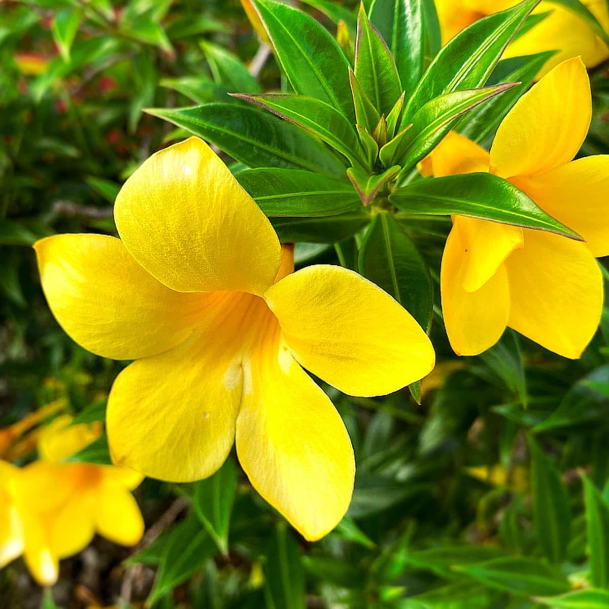 Yellow Beautiful Allamanda Flower Planting Seeds