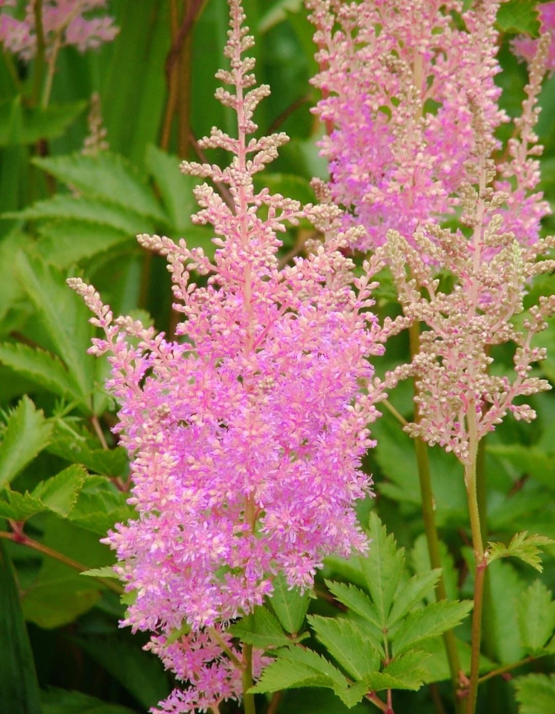 Violet Astilbe Flower Seeds for Planting Compact Growth Heirloom & GMO Free Seeds for Home Garden
 
 Sale