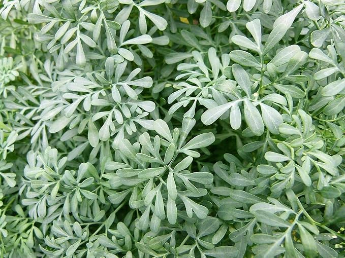 Yellow Rue Herb of Grace Seeds for Aromatic Herb Gardens
