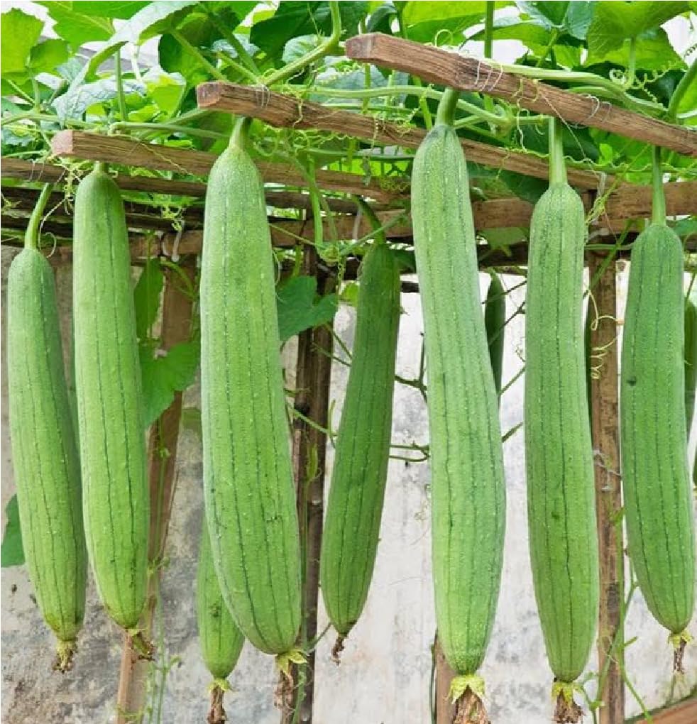 Towel Gourd Vegetable Seeds