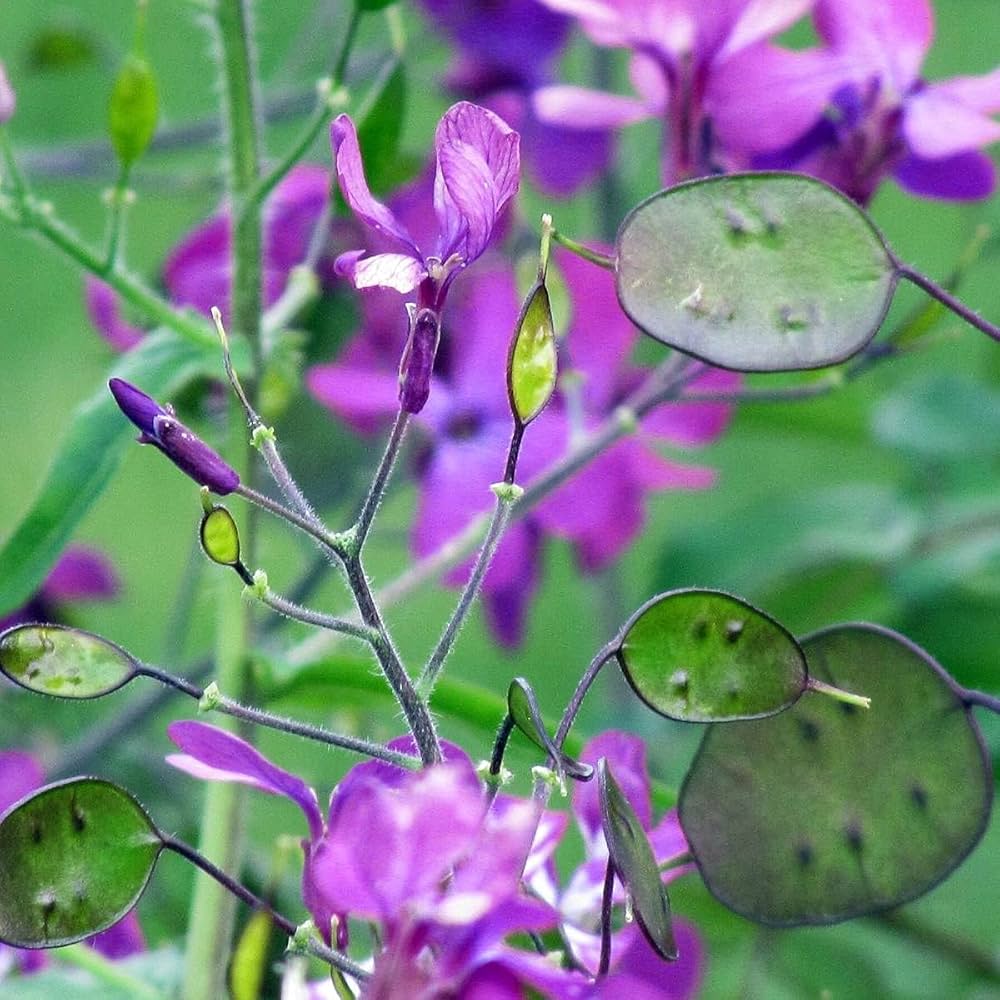 Lunaria Flower seeds for Planting - Sun Loving, Heirloom & GMO Free Seeds for Home Garden
