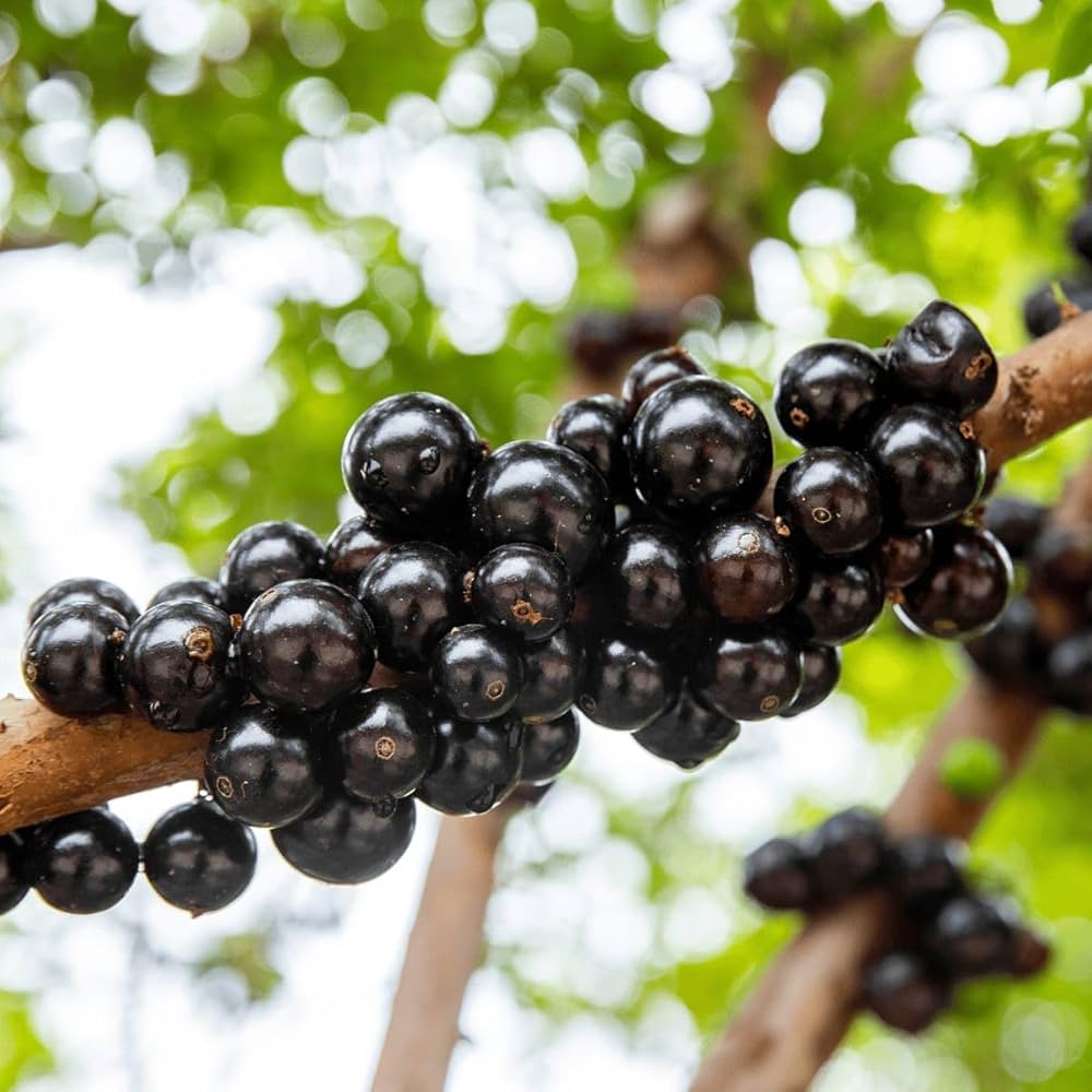 Jaboticaba Fruit Seeds for Planting  Grow Exotic Tropical Fruit in Your Garden