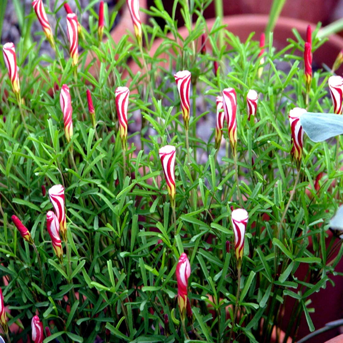 Oxalis Candy Cane Sorrel Oxalis plant for planting