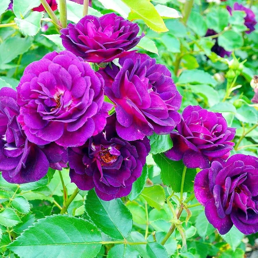 Purple Climbing Rose Flower seeds for Planting - Long Bloom Season, Heirloom & GMO Free Seeds for Home Garden