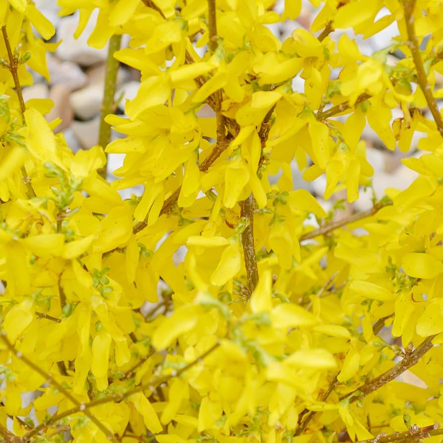 Forsythia Seeds for Planting Forsythia Suspensa flower bed landscape border